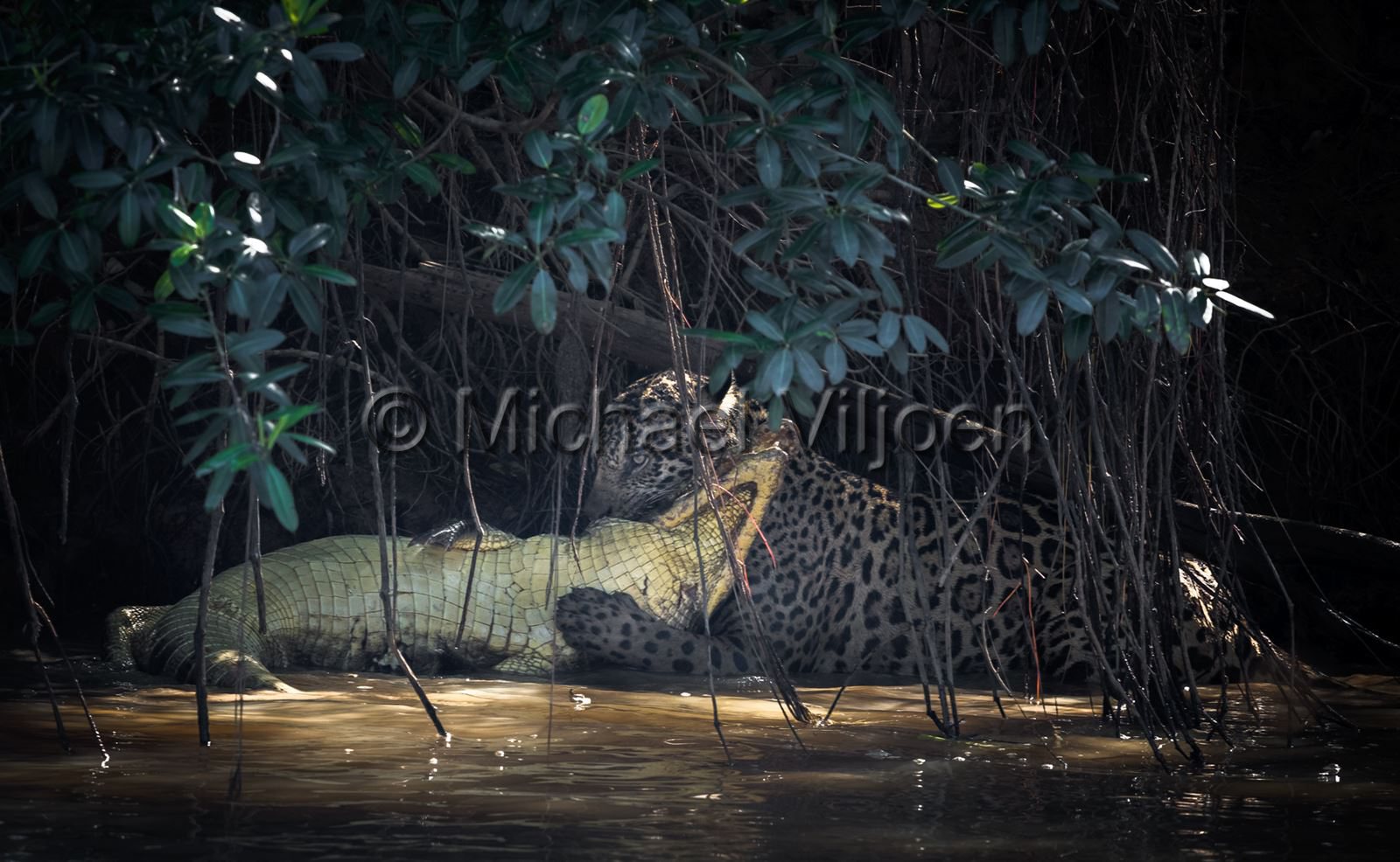 Jaguars Photography
